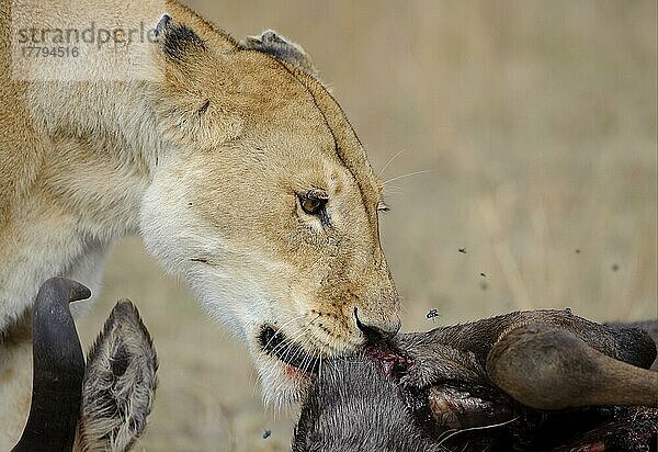 Löwe (Panthera leo)  erwachsenes Weibchen  Nahaufnahme des Kopfes  ernährt sich vom erlegten Streifengnu (Connochaetus taurinus)  mit Fliegenschwarm  Masai Mara  Kenia  Afrika