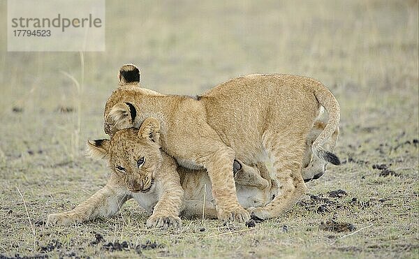 Afrikanischer Löwenische (Panthera leo) Löwennischer Löwenische Löwen  Löwen  Raubkatzen  Raubtiere  Säugetiere  Tiere  Lion two cubs  play-fighting  Masai Mara  Kenya