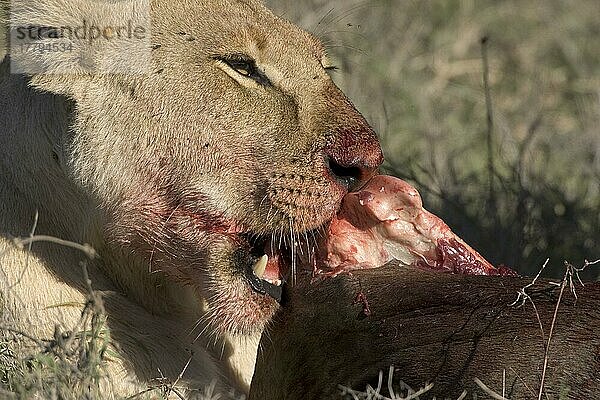 Afrikanischer Löwenische (PANTHERA LEO) Löwennischer Löwenische Löwen  Löwen  Raubkatzen  Raubtiere  Säugetiere  Tiere  Lion  Female  eating  with kill  Tanzania  Blut  Löwin