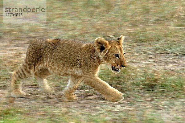 Afrikanischer Löwenische (Panthera leo) Löwennischer Löwenische Löwen  Löwen  Raubkatzen  Raubtiere  Säugetiere  Tiere  Lion cub running  blurred movement  Masaii Mara  Kenya