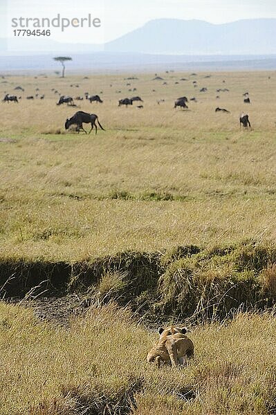 Löwe (Panthera leo)  erwachsenes Weibchen  jagend  pirschendes Weißschwanzgnu (Connochaetus taurinus) im Grasland  Masai Mara  Kenia  Afrika