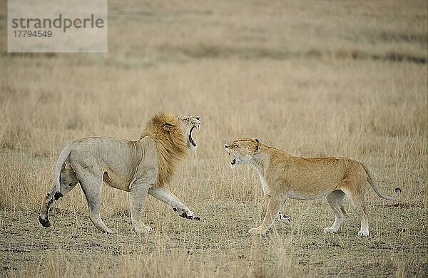 Afrikanischer Löwenische (Panthera leo) Löwennischer Löwenische Löwen  Löwen  Raubkatzen  Raubtiere  Säugetiere  Tiere  Lion adult male and female  aggressive behaviour prior to mating  Masai Mara  Kenya