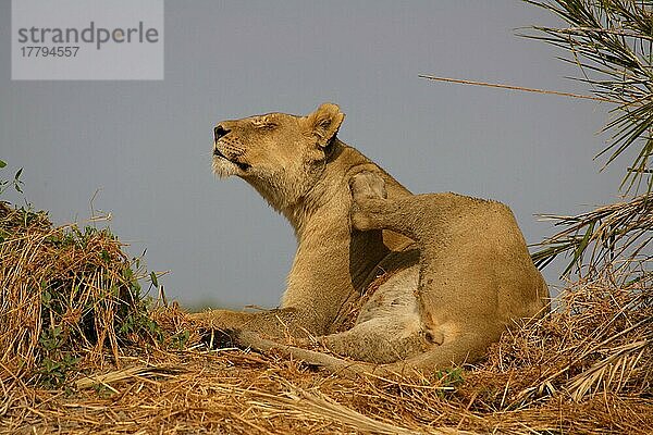 Afrikanischer Löwenische (Panthera leo) Löwennischer Löwenische Löwen  Löwen  Raubkatzen  Raubtiere  Säugetiere  Tiere  Lion Female scratching shoulder  Okavango  Botswana  Löwin  Afrika