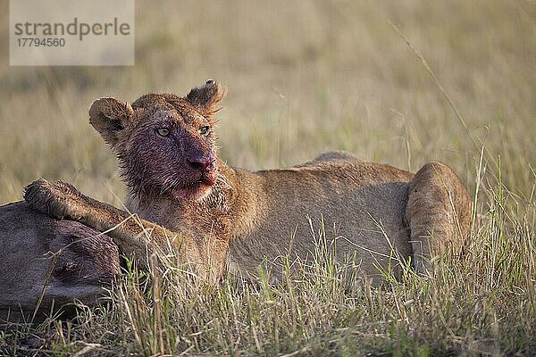 Afrikanischer Löwenische Löwennischer Löwenische Löwen  Löwen  Raubkatzen  Raubtiere  Säugetiere  Tiere  Masai Lion (Panthera leo nubica) immature female  with bloody face  feeding on White-bearded Wildebeest Connochaetus