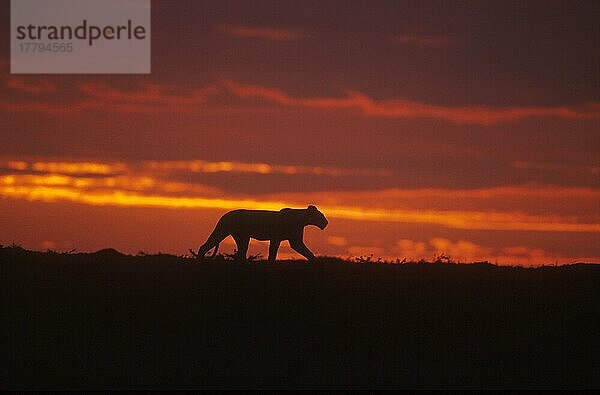 Afrikanischer Löwenische (Panthera leo) Löwennischer Löwenische Löwen  Löwen  Raubkatzen  Raubtiere  Säugetiere  Tiere  Lion Walking at sunrise  Maasai Mara  Kenya  Löwin