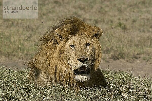 Afrikanischer Löwenische (PANTHERA LEO) Löwennischer Löwenische Löwen  Löwen  Raubkatzen  Raubtiere  Säugetiere  Tiere  Lion  Male  head  Tanzania