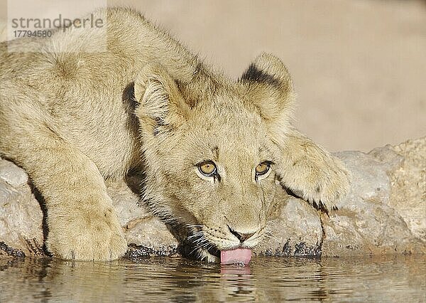 Afrikanischer Löwenische (Panthera leo) Löwennischer Löwenische Löwen  Löwen  Raubkatzen  Raubtiere  Säugetiere  Tiere  Lion cub  close-up of head  drinking at waterhole  Kalahari  South Africa