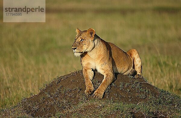 Afrikanischer Löwenische (Panthera leo) Löwennischer Löwenische Löwen  Löwen  Raubkatzen  Raubtiere  Säugetiere  Tiere  Lion adult female covered in flies  resting on termite mound  Masaii Mara  Kenya