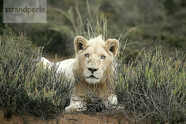 Afrikanischer Löwenische (Panthera leo) Löwennischer Löwenische Löwen  Löwen  Raubkatzen  Raubtiere  Säugetiere  Tiere  Lion white lion  12 month old male  resting  Sanbona Game Reserve  South Africa  Sanbona Wildschutzgebiet