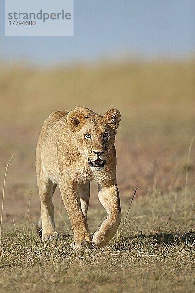 Afrikanischer Löwenische Löwennischer Löwenische Löwen  Löwen  Raubkatzen  Raubtiere  Säugetiere  Tiere  Masai Lion (Panthera leo nubica) adult female  walking in savannah  Masai Mara  Kenya  August