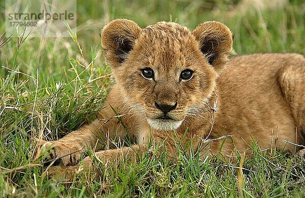 Afrikanischer Löwenische (Panthera leo) Löwennischer Löwenische Löwen  Löwen  Raubkatzen  Raubtiere  Säugetiere  Tiere  Lion close-up of cub  Masaii Mara  Kenya