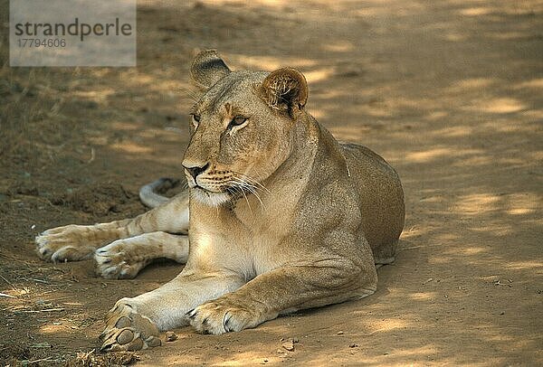 Afrikanischer Löwenische (Panthera leo) Löwennischer Löwenische Löwen  Löwen  Raubkatzen  Raubtiere  Säugetiere  Tiere  Lion Female  Kenya  freistellbar  Löwin