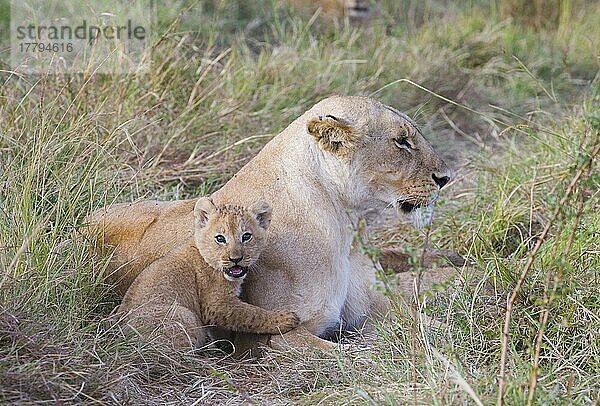 Afrikanischer Löwenische (Panthera leo) Löwennischer Löwenische Löwen  Löwen  Raubkatzen  Raubtiere  Säugetiere  Tiere  Lion adult female with cub  resting  Masai Mara  Kenya