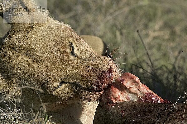 Afrikanischer Löwenische (PANTHERA LEO) Löwennischer Löwenische Löwen  Löwen  Raubkatzen  Raubtiere  Säugetiere  Tiere  Lion  Female  eating  with kill  Tanzania  Blut  Löwin