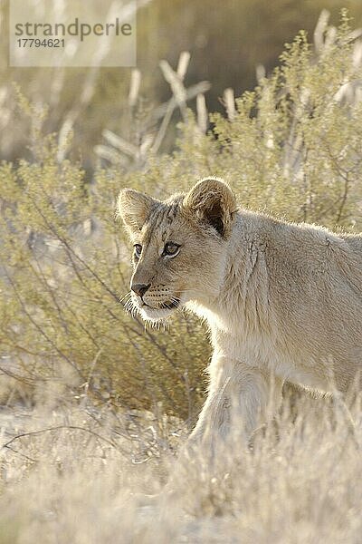 Afrikanischer Löwenische (Panthera leo) Löwennischer Löwenische Löwen  Löwen  Raubkatzen  Raubtiere  Säugetiere  Tiere  Lion cub  walking amongst graß  Kalahari  South Africa