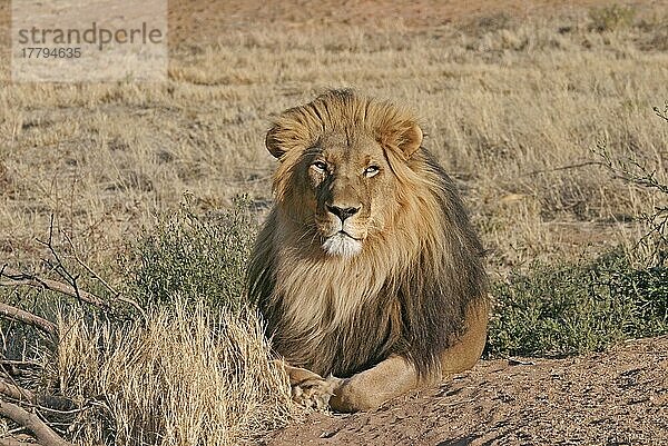 Afrikanischer Löwenische (Panthera leo) Löwennischer Löwenische Löwen  Löwen  Raubkatzen  Raubtiere  Säugetiere  Tiere  Lion black-maned adult male  resting  Central Namibia  september