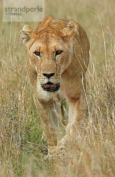 Afrikanischer Löwenische (Panthera leo) Löwennischer Löwenische Löwen  Löwen  Raubkatzen  Raubtiere  Säugetiere  Tiere  Lion adult female walking in long graß  Masaii Mara  Kenya