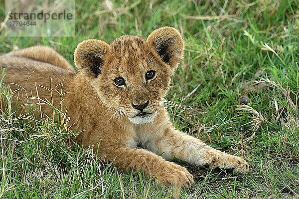 Afrikanischer Löwenische (Panthera leo) Löwennischer Löwenische Löwen  Löwen  Raubkatzen  Raubtiere  Säugetiere  Tiere  Lion close-up of cub  Masaii Mara  Kenya