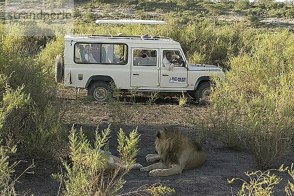 Afrikanischer Löwenische (PANTHERA LEO) Löwennischer Löwenische Löwen  Löwen  Raubkatzen  Raubtiere  Säugetiere  Tiere  Lion  Tourist watching Tanzania  Safari