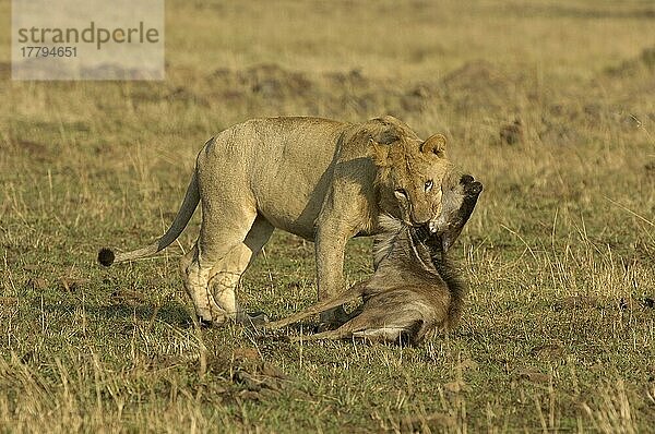 Afrikanischer Löwenische (Panthera leo) Löwennischer Löwenische Löwen  Löwen  Raubkatzen  Raubtiere  Säugetiere  Tiere  Lion immature male  killing young wildebeest  Masai Mara  Kenya  mit erbeutetem Gnu