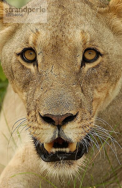 Afrikanischer Löwenische (Panthera leo) Löwennischer Löwenische Löwen  Löwen  Raubkatzen  Raubtiere  Säugetiere  Tiere  Lion adult female  close-up of face  Etosha  Namibia  Afrika