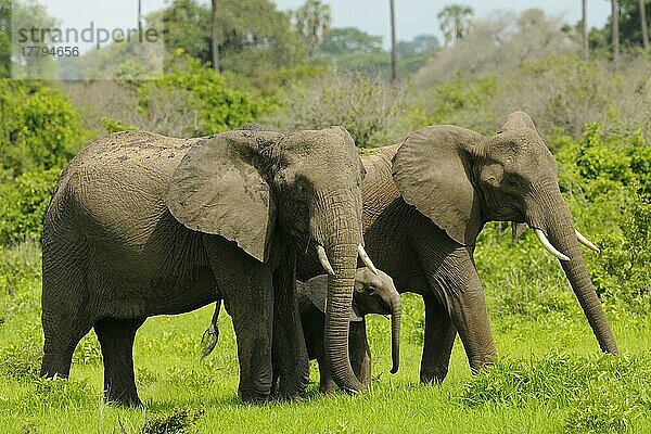 Afrikanischer (Loxodonta africana) Elefantnische Elefanten  Elefanten  Säugetiere  Tieren Elephant adult females with calf  standing  Ruaha N. P. Tanzania