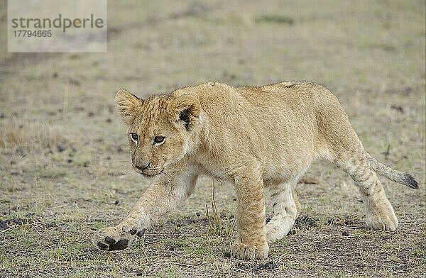 Afrikanischer Löwenische (Panthera leo) Löwennischer Löwenische Löwen  Löwen  Raubkatzen  Raubtiere  Säugetiere  Tiere  Lion cub  walking  Masai Mara  Kenya