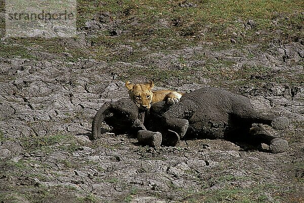 Löwe (Panthera leo) Löwin mit 3-jährigem Elefanten töten  Okavango (S)  Löwe mit erbeutetem Elefanten  Botswana  Afrika