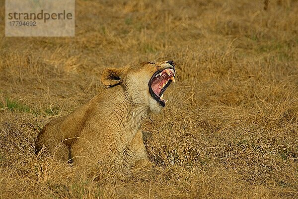 Afrikanischer Löwenische (Panthera leo) Löwennischer Löwenische Löwen  Löwen  Raubkatzen  Raubtiere  Säugetiere  Tiere  Lion Female yawning  Okavango  Botswana  Afrika