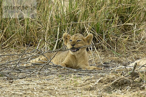 Afrikanischer Löwenische (Panthera leo) Löwennischer Löwenische Löwen  Löwen  Raubkatzen  Raubtiere  Säugetiere  Tiere  Lion cub  chewing stick  South Luangwa N. P. Zambia