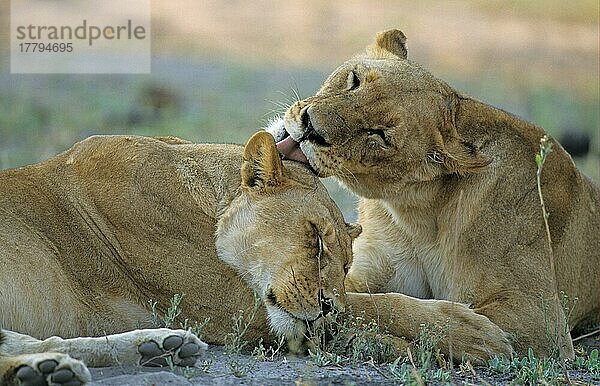 Afrikanischer Löwenische (Panthera leo) Löwennischer Löwenische Löwen  Löwen  Raubkatzen  Raubtiere  Säugetiere  Tiere  Lion two females bonding  resting and grooming each other  Moremi Game Reserve  Botswana  Afrika