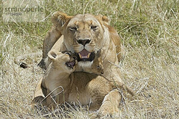 Afrikanischer Löwenische Löwennischer Löwenische Löwen  Löwen  Raubkatzen  Raubtiere  Säugetiere  Tiere  Masai Lion (Panthera leo nubica) adult female with cubs  resting in graß  Masai Mara  Kenya  August