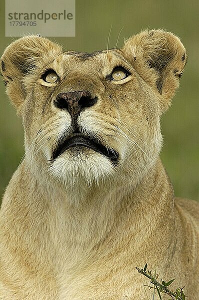 Afrikanischer Löwenische (Panthera leo) Löwennischer Löwenische Löwen  Löwen  Raubkatzen  Raubtiere  Säugetiere  Tiere  Lion adult female  close-up of head  looking up  Masai Mara  Kenya