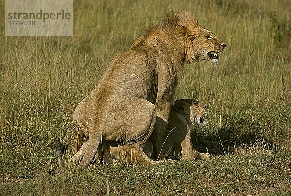 Afrikanischer Löwenische (Panthera leo) Löwennischer Löwenische Löwen  Löwen  Raubkatzen  Raubtiere  Säugetiere  Tiere  Lions Mating  Samburu  Kenya