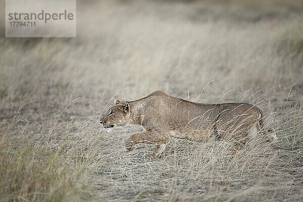 Afrikanischer Löwenische Löwennischer Löwenische Löwen  Löwen  Raubkatzen  Raubtiere  Säugetiere  Tiere  Masai Lion (Panthera leo nubica) adult female  stalking prey in savannah at dusk  Masai Mara  Kenya  August