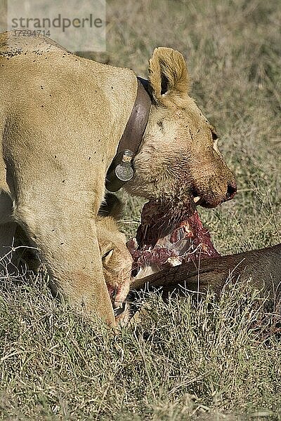 Afrikanischer Löwenische (PANTHERA LEO) Löwennischer Löwenische Löwen  Löwen  Raubkatzen  Raubtiere  Säugetiere  Tiere  Lion  Female  eating  with Wildebeest kill  Tanzania Wearing a radio collar  transmitter  Loewi