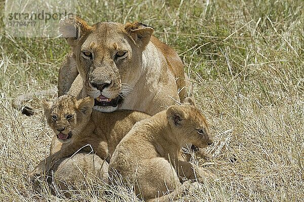 Afrikanischer Löwenische Löwennischer Löwenische Löwen  Löwen  Raubkatzen  Raubtiere  Säugetiere  Tiere  Masai Lion (Panthera leo nubica) adult female with cubs  resting in graß  Masai Mara  Kenya  August