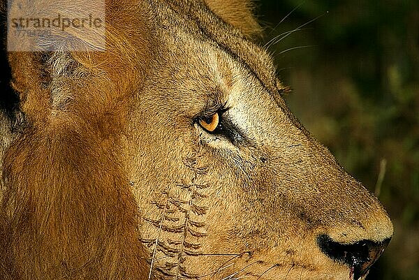 Afrikanischer Löwenische (Panthera leo) Löwennischer Löwenische Löwen  Löwen  Raubkatzen  Raubtiere  Säugetiere  Tiere  Lion Male  close-up of head and face  Sabi Sands Game Reserve  South Africa