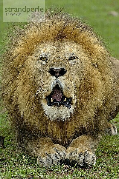 Afrikanischer Löwenische (Panthera leo) Löwennischer Löwenische Löwen  Löwen  Raubkatzen  Raubtiere  Säugetiere  Tiere  Lion adult male  roaring  Masai Mara  Kenya