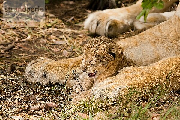 Afrikanischer Löwenische (Panthera leo) Löwennischer Löwenische Löwen  Löwen  Raubkatzen  Raubtiere  Säugetiere  Tiere  Lion one-day old cub  sitting between legs of mother  Masai Mara  Kenya