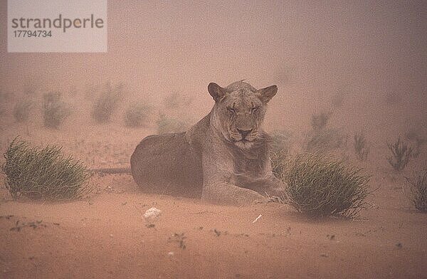 Afrikanischer Löwenische (Panthera leo) Löwennischer Löwenische Löwen  Löwen  Raubkatzen  Raubtiere  Säugetiere  Tiere  Lion Lying on sand in sand-storm  Kalahari Gemsbok NP  Sandsturm