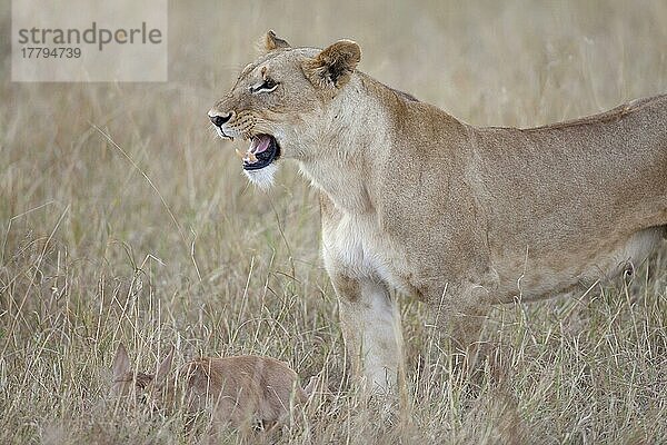 Massai-Löwe (Panthera leo nubica)  erwachsenes Weibchen  mit Topi (Damaliscus lunatus) als Kalbbeute  Masai Mara  Kenia  August  Afrika