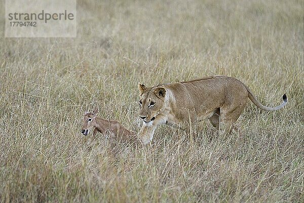 Massai-Löwe (Panthera leo nubica)  erwachsenes Weibchen  mit Topi (Damaliscus lunatus) als Kalbbeute  Masai Mara  Kenia  August  Afrika