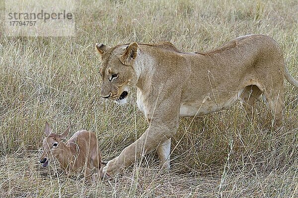 Massai-Löwe (Panthera leo nubica)  erwachsenes Weibchen  mit Topi (Damaliscus lunatus) als Kalbbeute  Masai Mara  Kenia  August  Afrika