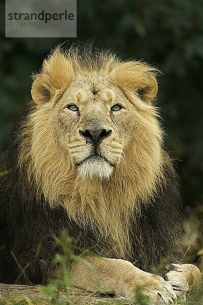 Indischer Löwe  Asiatischer Löwe (Panthera leo persica)  Indische Löwen  Asiatische Löwen  Löwen  Raubkatzen  Raubtiere  Säugetiere  Tiere  Indian Lion adult male  captive