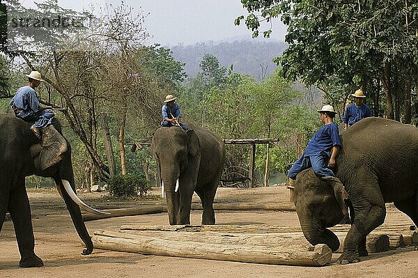 Asiatischer Elefant  Indischer Elefant  Asiatische Elefanten (Elephas maximus)  Indische Elefanten  Elefanten  Säugetiere  Tiere  Domestic Asian Elephant At the Thai Elephant Conservation Centre  Thailand  Arbeitselefant  Reitelefant  Asien
