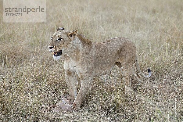 Massai-Löwe (Panthera leo nubica)  erwachsenes Weibchen  mit Topi (Damaliscus lunatus) als Kalbbeute  Masai Mara  Kenia  August  Afrika