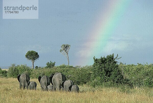 Afrikanischer (Loxodonta africana) Elefantnische Elefanten  Elefanten  Säugetiere  Tiere  Rainbow Elephants and Rainbow/Kenya