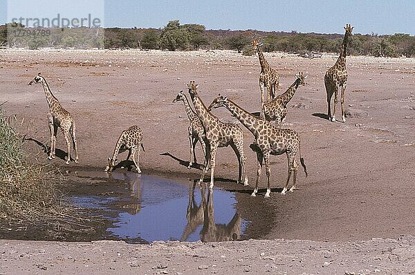 Giraffen (Giraffa camelopardalis)  Huftiere  Paarhufer  Säugetiere  Tiere  Giraffen  Huftiere  Paarhufer  Säugetiere  Tiere  Giraffe At water hole one drinking  Etosha NP. Namibia