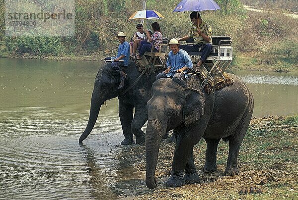 Asiatischer Elefant  Indischer Elefant  Asiatische Elefanten (Elephas maximus)  Indische Elefanten  Elefanten  Säugetiere  Tiere  Domestic Asian Elephants Carrying tourists  Thai Elephant Conservation Centre  Thailand  Arbeitselefant  Reitelefant  Asien